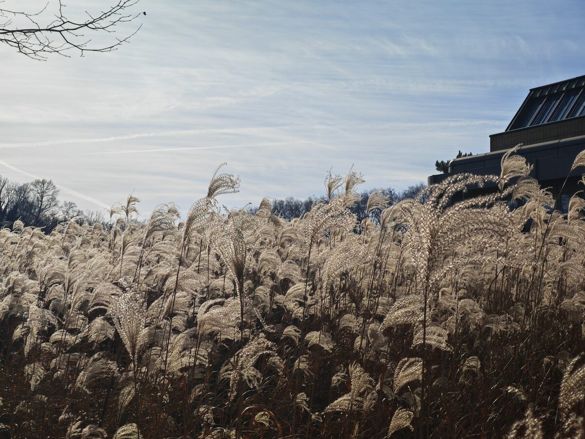 Sembra neve